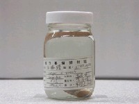 藏品(灰糯鰻)的圖片